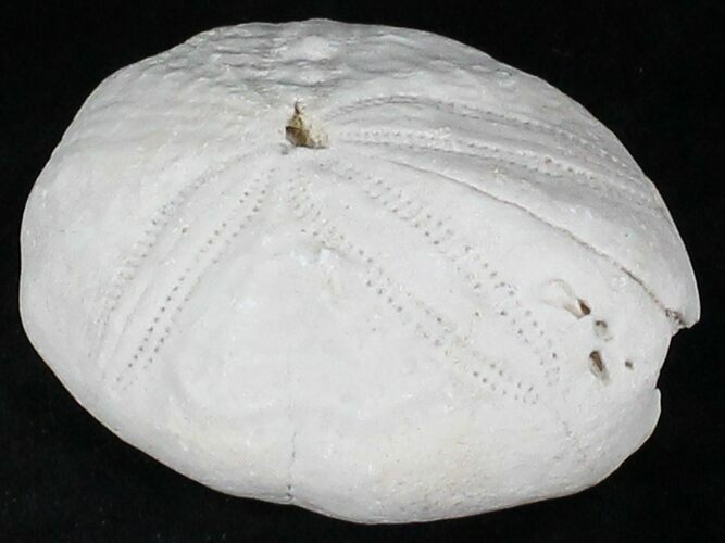 Bargain, Fossil Sea Urchin (Eupatagus) - Florida #28806